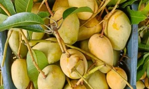 এ বছর আমের উৎপাদন ও রপ্তানিতে রেকর্ড করবে বাংলাদেশ