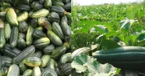 কোটালিপাড়ায় বাঙ্গির বাম্পার ফলন, বেচাকেনায় ব্যস্ত কৃষক