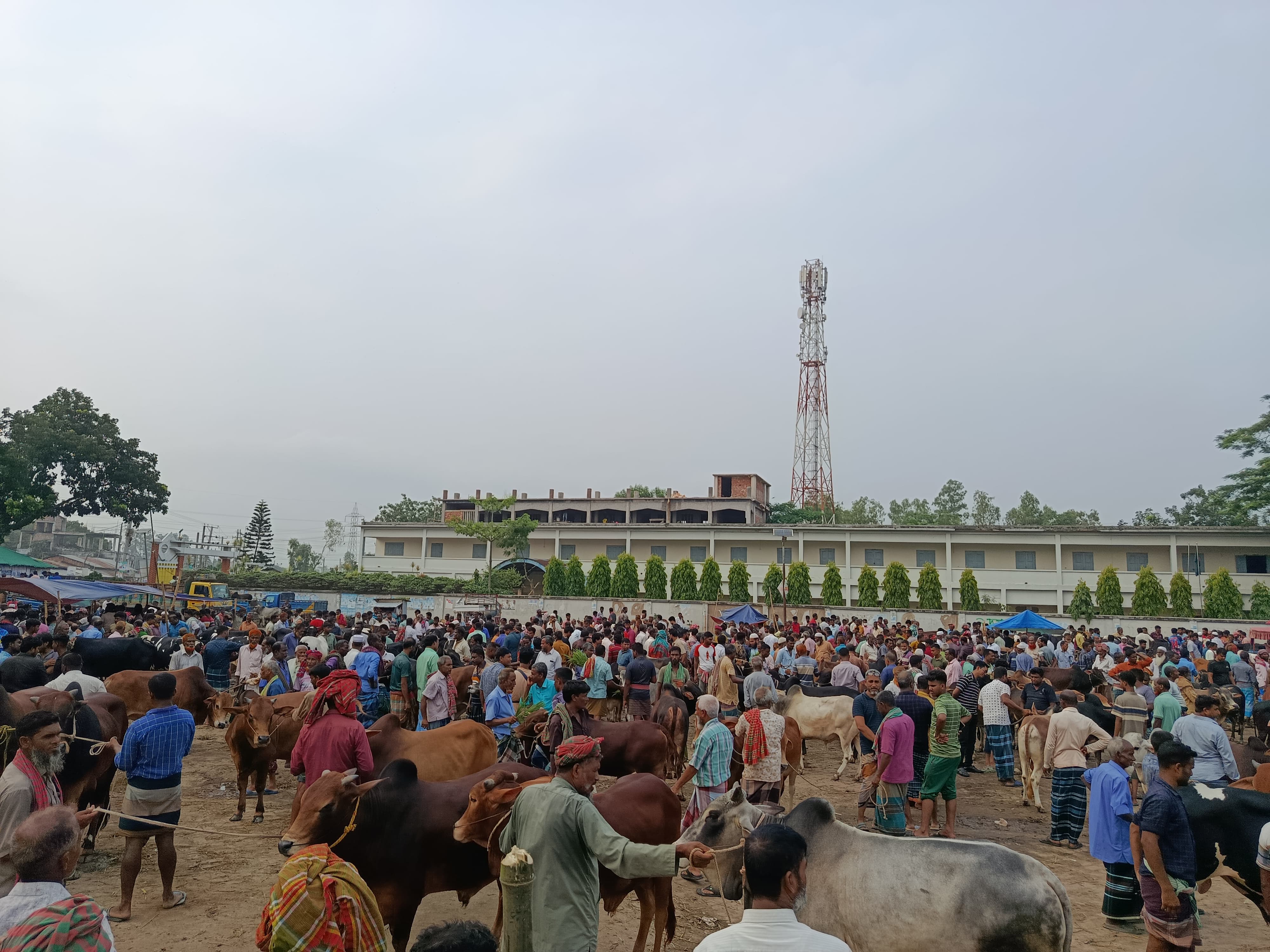 বগুড়ায় কোরবানির পশুর হাট: লাখ টাকার মধ্যে গরুর চাহিদা বেশি