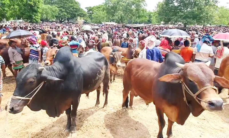 চট্টগ্রামের গরুর হাট: ড্রোন-সিসিটিভিতে নজরদারি, ছিনতাই ঠেকাতে মাঠে র‍্যাব-পুলিশ