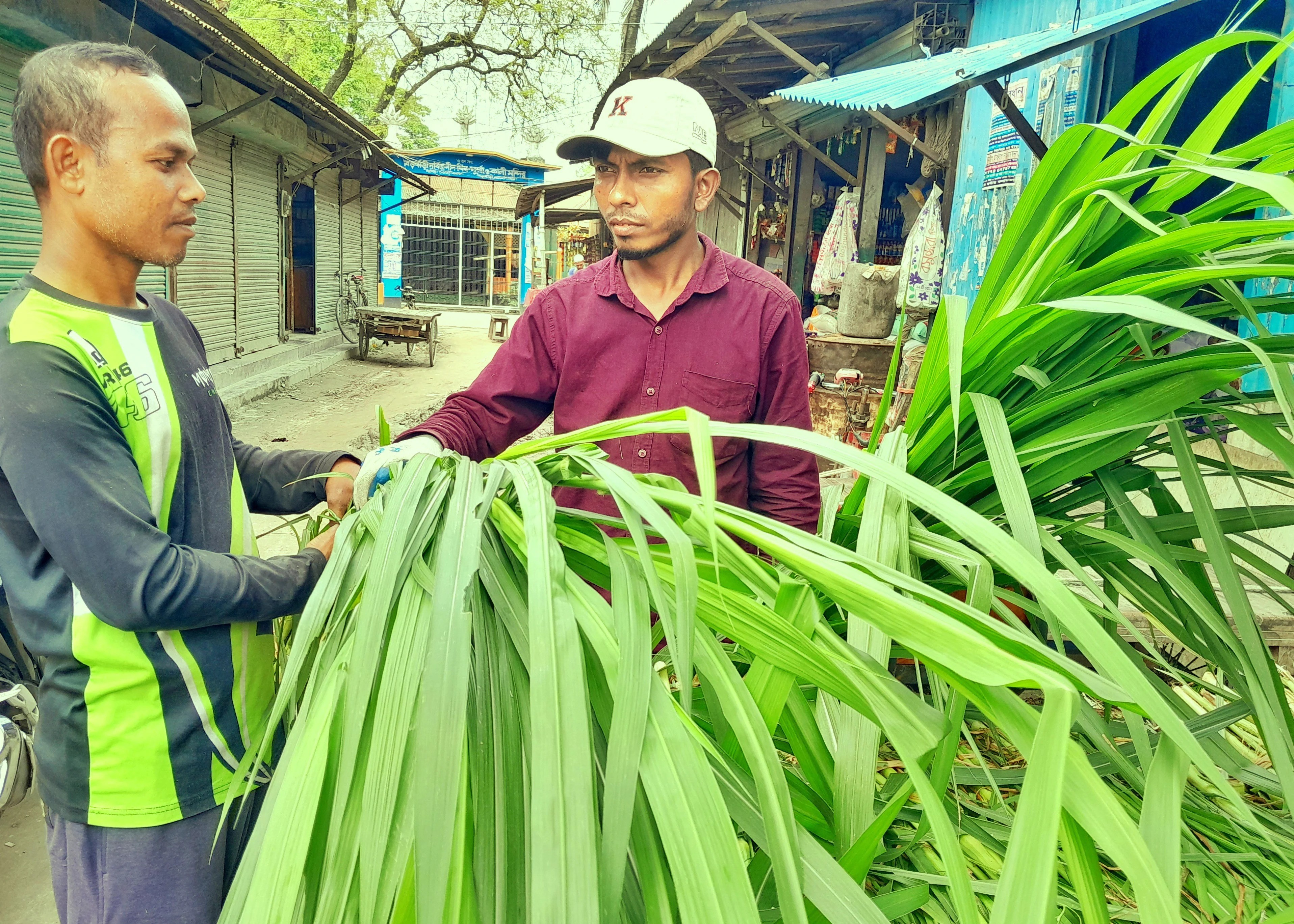 দিনমজুরি ছেড়ে ঘাস চাষে স্বাবলম্বী লালমনিরহাটের কাজল মিয়া