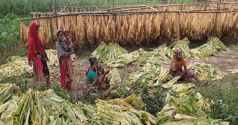 তামাকের দুষ্টুচক্র: মানুষ থেকে মাটি, সব জায়গায় ক্ষতি