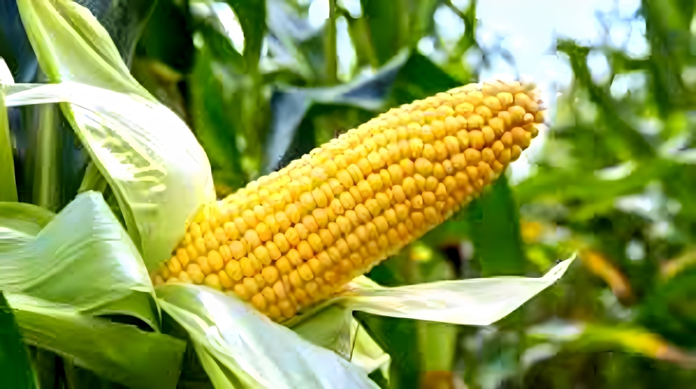 চুয়াডাঙ্গায় ভুট্টা ঘরে তোলার 'উৎসব', শ্রমিক সংকট